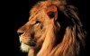 15-lion-head-images-800x600.jpg