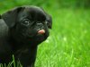 31-cute-puppies-that-you-want-to-hug-31.jpg