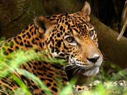 The Jaguar