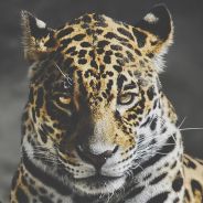 SteivanWilliamJohnson