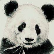 Panda :D