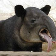 Obama gon feed my chalt