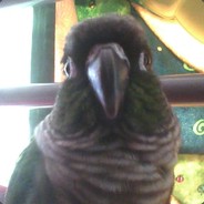 (KEEP CALM) My Pet Maicu