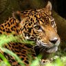 The Jaguar