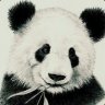 Panda :D