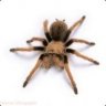 Tarantula