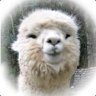 TheAlpacaGod