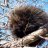 Some Porcupine