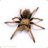 Tarantula